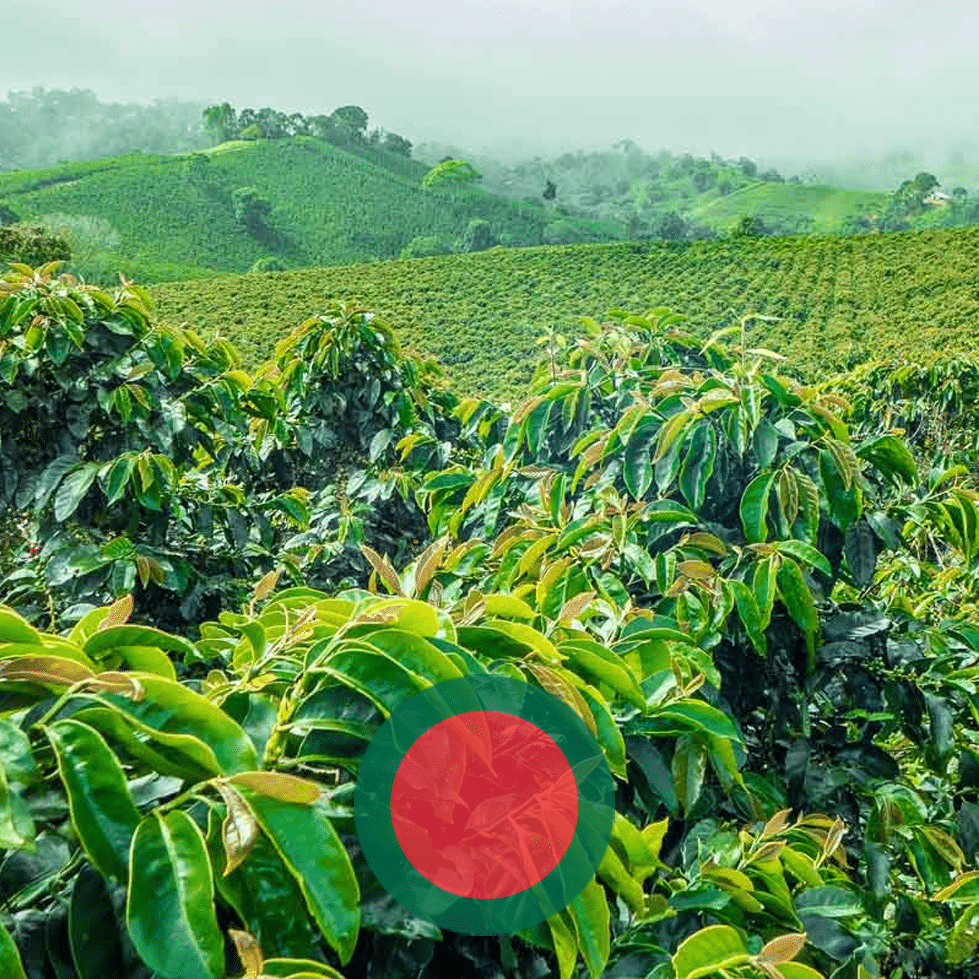 Bangladeshi Coffee Guide Does Coffee Even Grow Here?