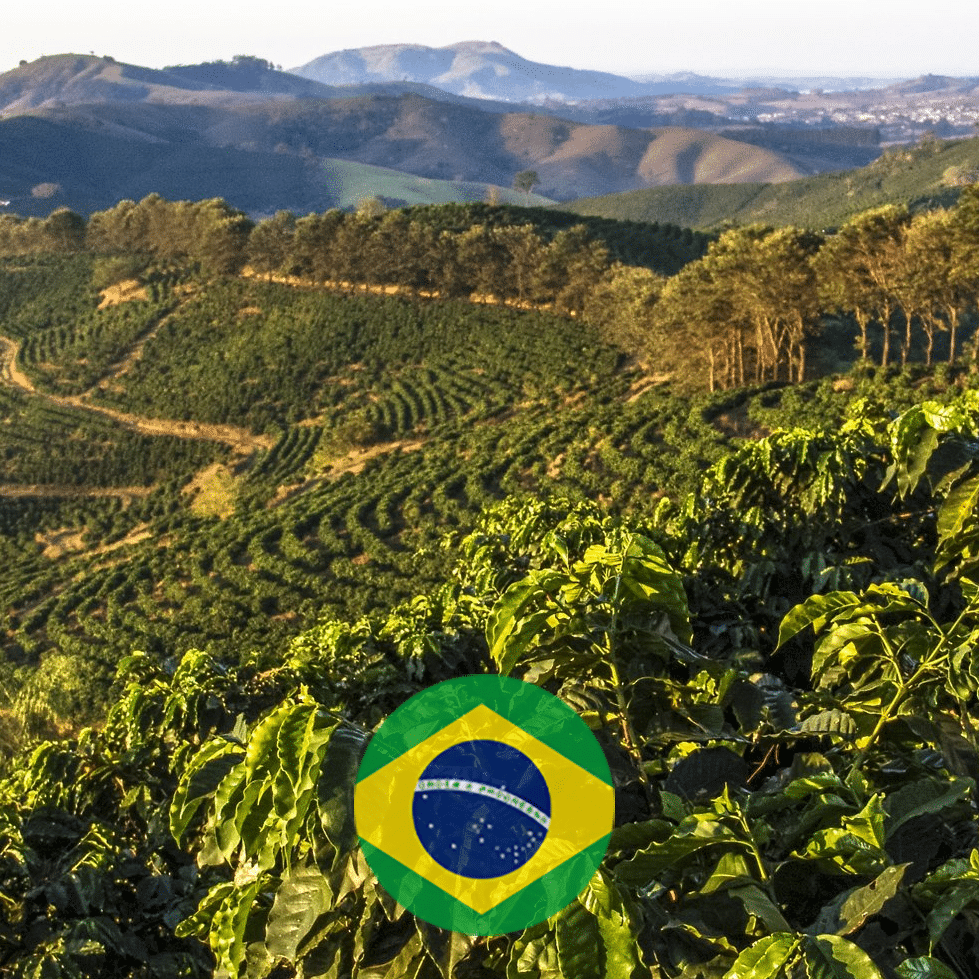 Buy Brazilian Coffee Beans Online Top Picks & Brewing Tips