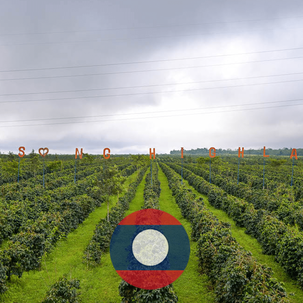 Laos Coffee Guide What Kind Of Coffee Do They Grow In Asia?