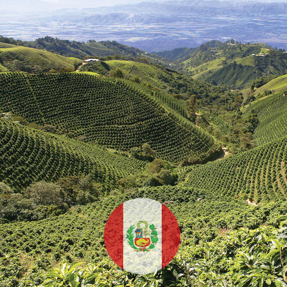 Peru Coffee Guide Tips on Brewing, Buying & Roasting