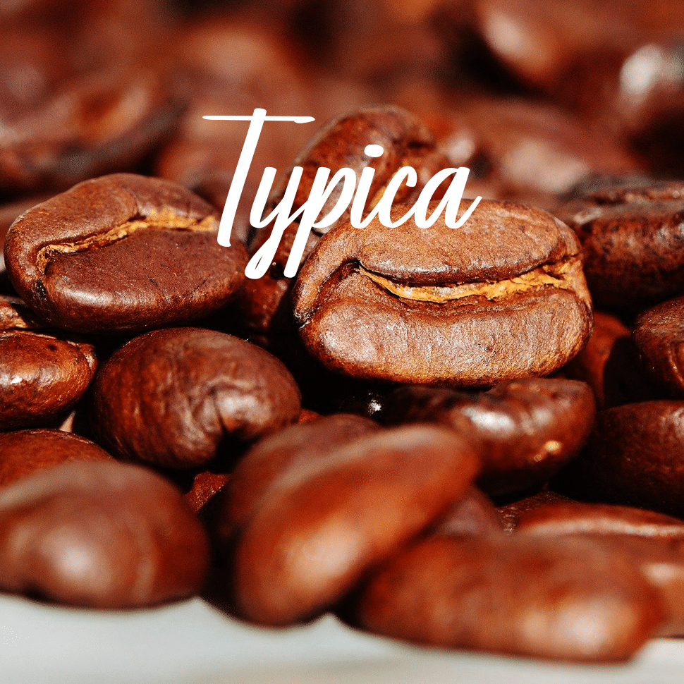 Typica coffee beans Where do they grow & what they taste like